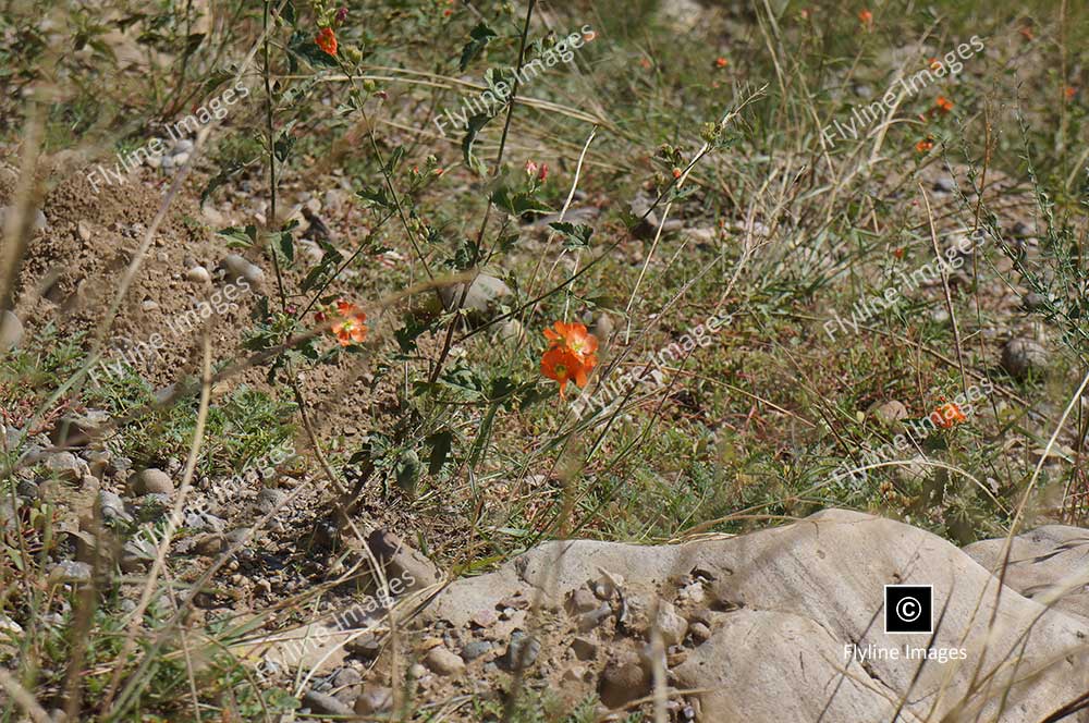 Globe Mallow Wildflowers, New Mexico Wildflowers