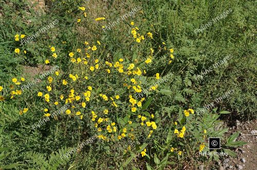 Baker's Goldfields Wildflowers, New Mexico Wildflowers