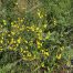 Baker's Goldfields Wildflowers, New Mexico Wildflowers