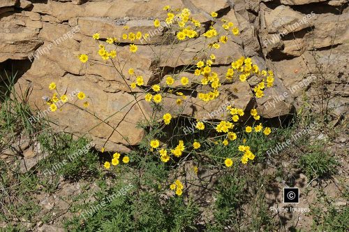 New Mexico Wildflowers