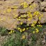 New Mexico Wildflowers