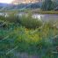 Wildflowers, New Mexico, Chama River Banks