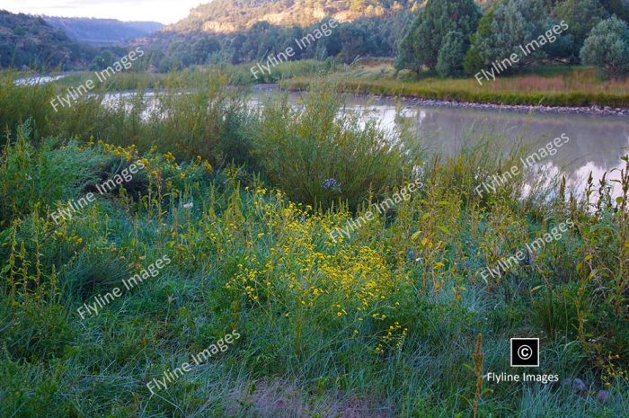 Wildflowers, New Mexico, Chama River Banks