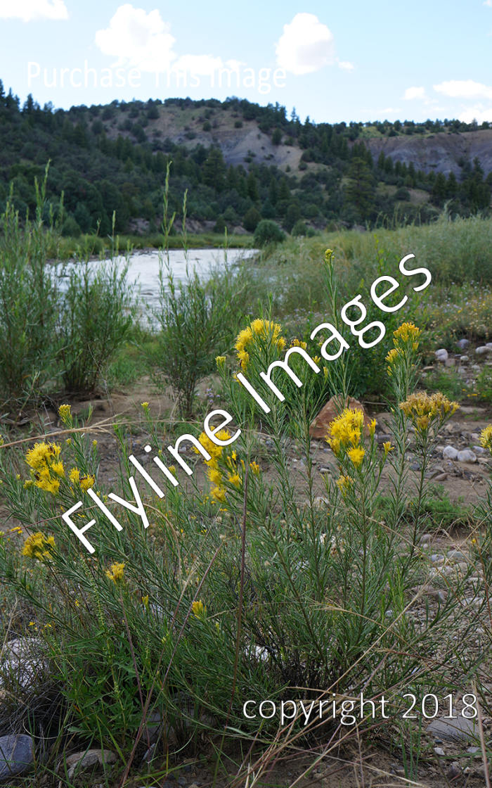 New Mexico Wildflowers V1