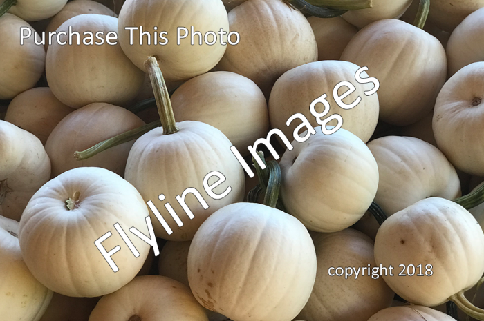 White Pumpkins 7