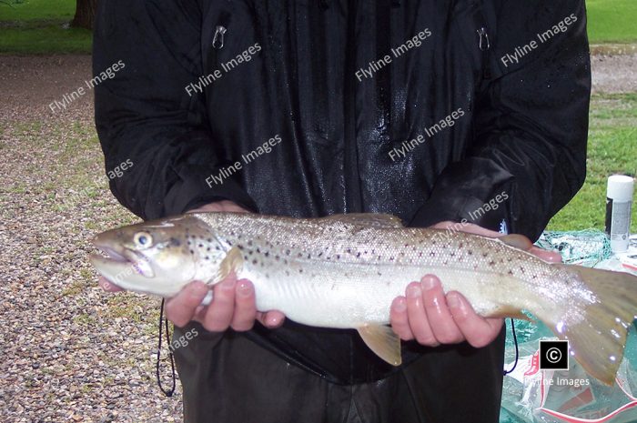 Cooper's El Vado Ranch, Rainbow Trout