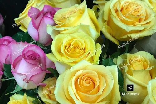 Yellow Roses, Pink Roses