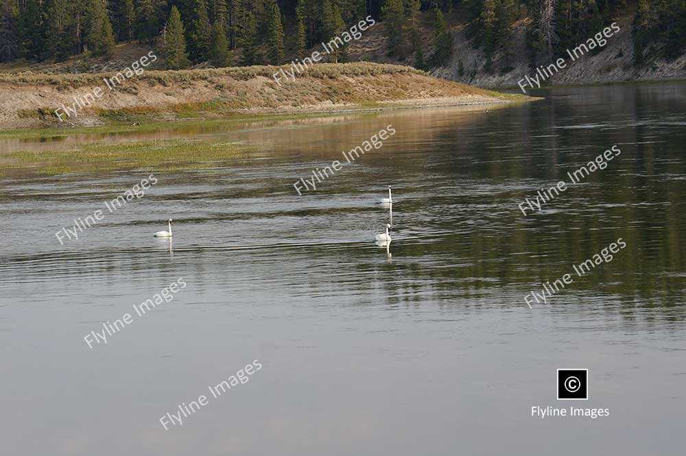 Swans, Yellowstone River