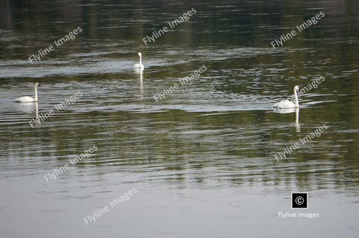 Swans, Yellowstone National Park