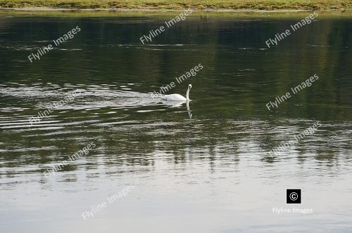 Swans, Yellowstone National Park