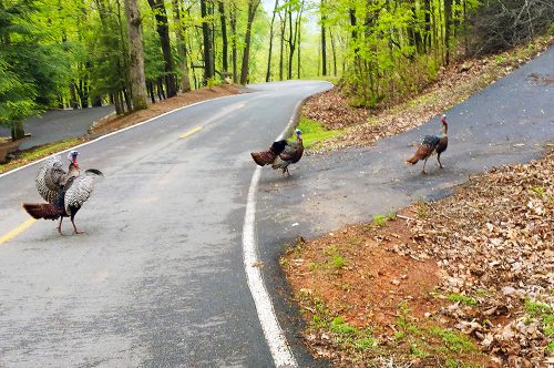 Turkeys, Big Canoe