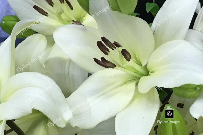 White Lilies