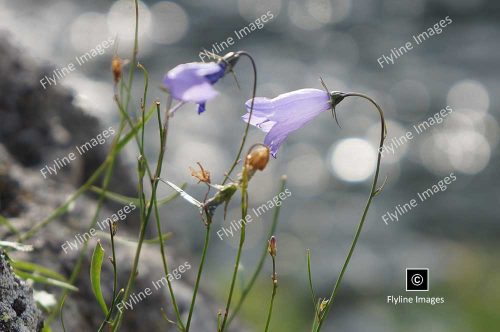 Wildflowers