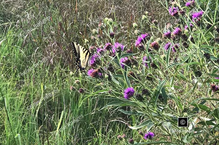 Georgia Wildflowers