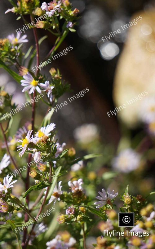 Wildflowers, Yellowstone