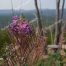 Wildflowers, Mount Washburn, Yellowstone National Park