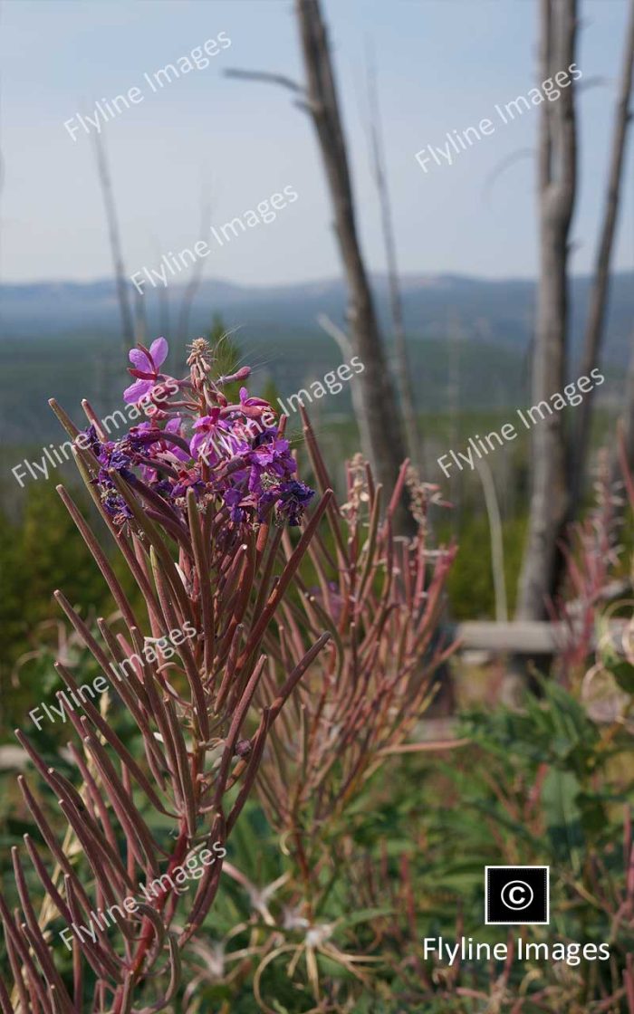 Wildflowers, Mount Washburn, Yellowstone National Park