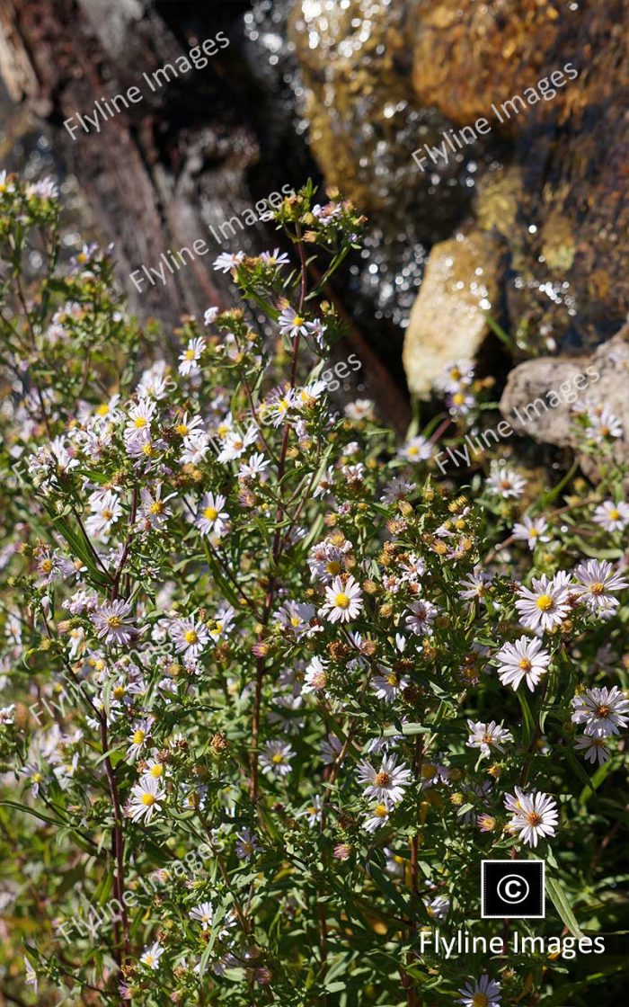 Yellowstone Wildflowers