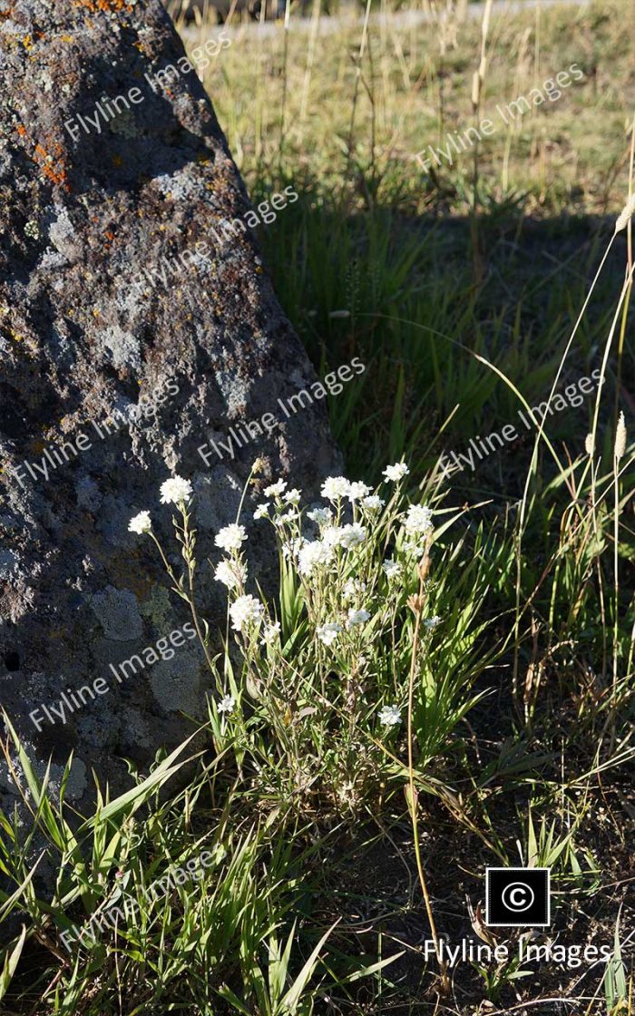 Yellowstone, Wildflowers