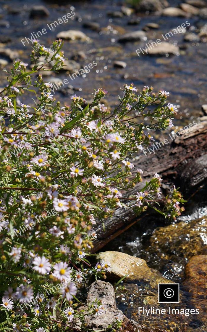 Wildflowers, Yellowstone National Park