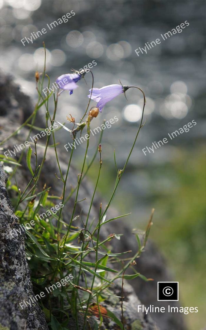 Wildflowers