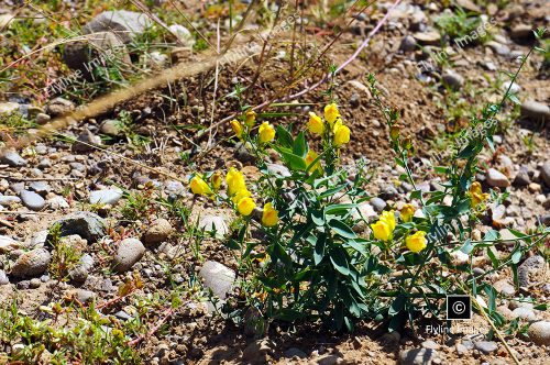 Yellow Pea Wildflowers, New Mexico Wildflowers