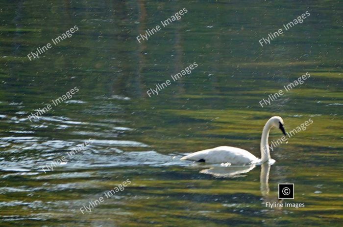 Yellowstone National Park, White Swans