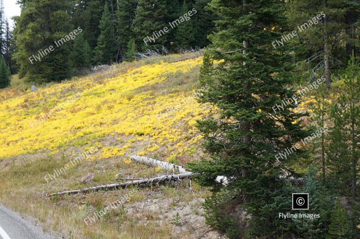 Yellow Wildflowers