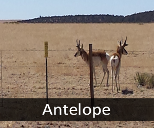 North American Antelope