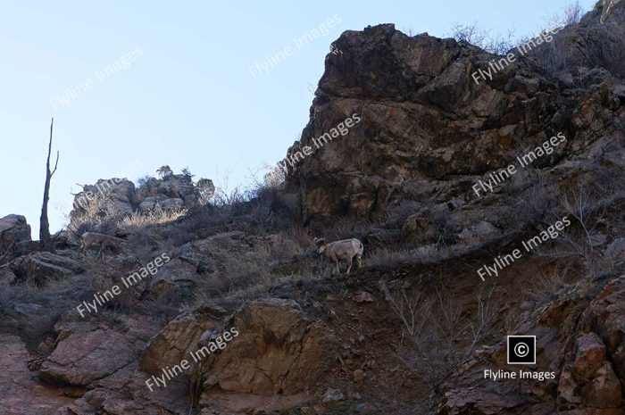 Dahl Sheep, Bighorn Sheep, Stone Sheep