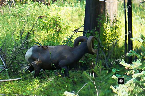 Bighorn Sheep, Yellowstone National Park, Bighorn Ram