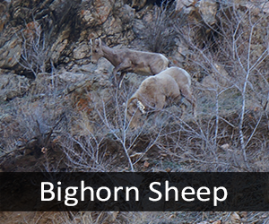 Bighorn and Stone Sheep