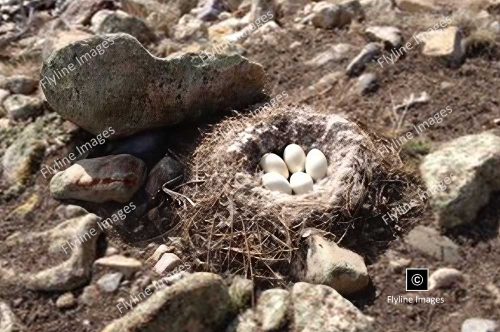 Goose Eggs, Geese, Geese Along The Chama River, Nesting Geese