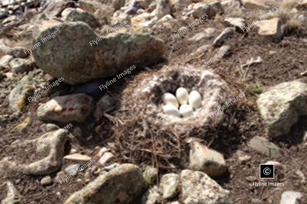 Goose Eggs, Canadian Goose Nest