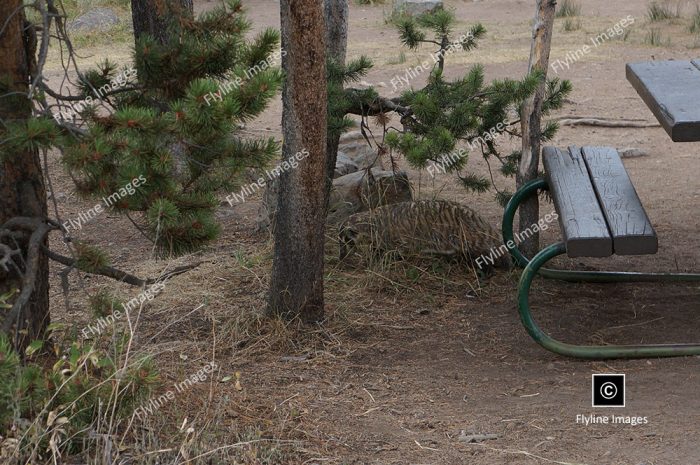 Honey Badger, Yellowstone National Park, Gardner River Area