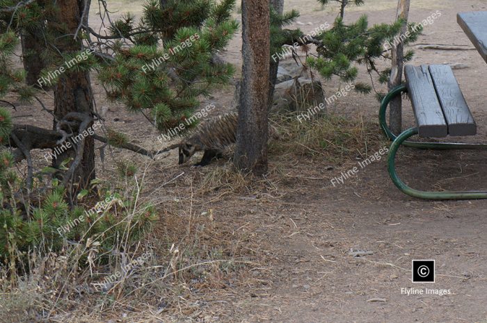 Honey Badger, Yellowstone National Park, Gardner River Area