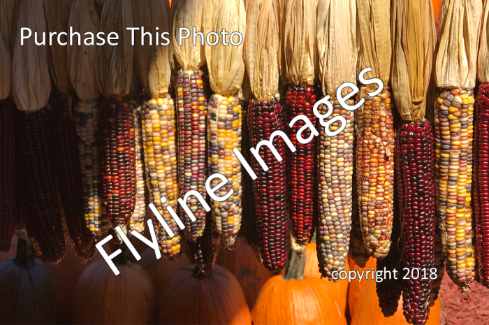 Indian Corn and Pumpkins