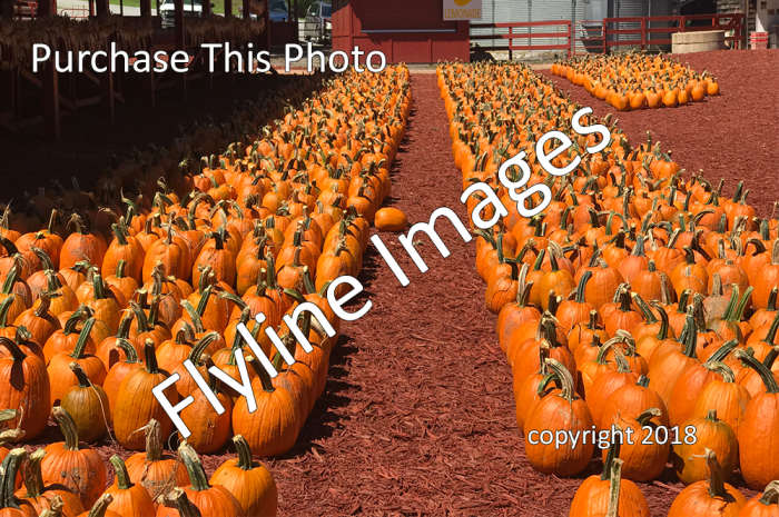 Pumpkins 10