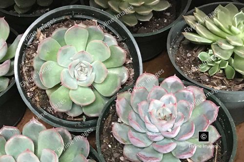 Succulent Plants