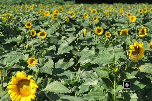 Sunflowers, Georgia Sunflowers