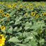 Sunflowers, Georgia Sunflowers