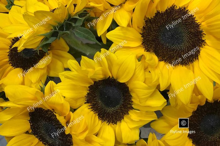 Sunflower Bouquet