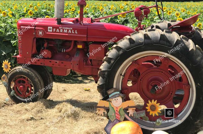 Sunflowers, Tractor, North Georgia