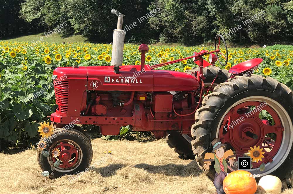 Tractor, Sunflowers