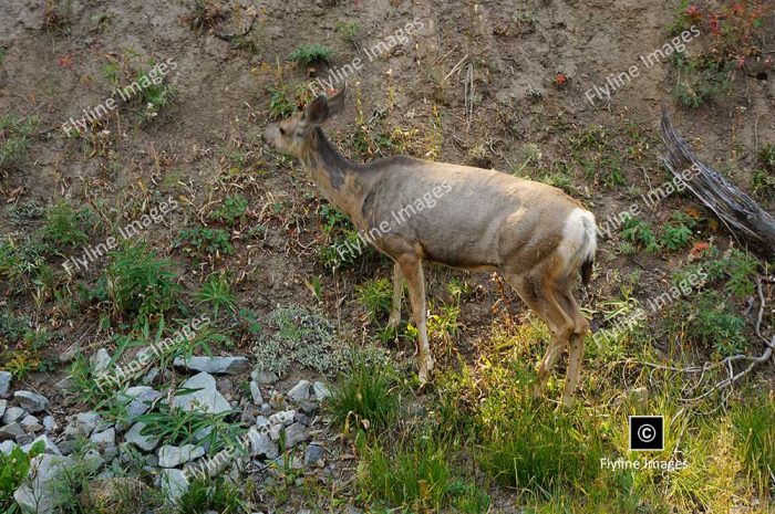 Deer, Yellowstone National Park