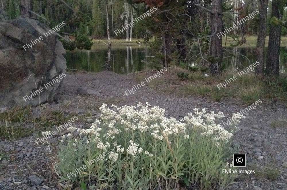 Wildflowers, Yellowstone