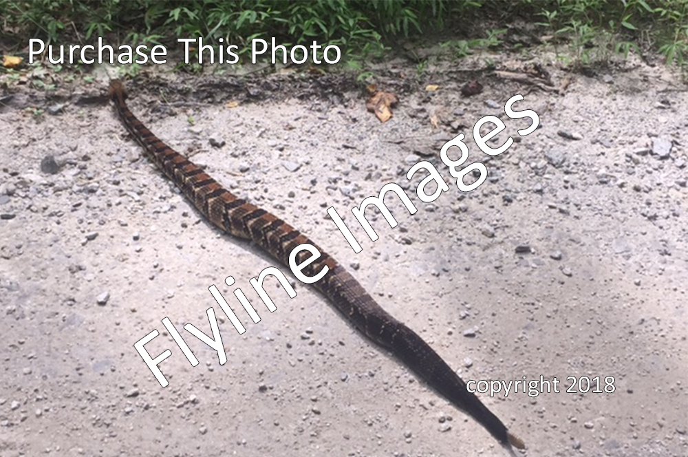 Timber Rattler Flyline Images