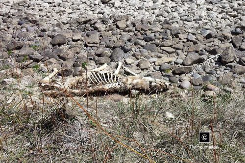 New Mexico, Chama River Wilderness, Mountain Lion Kill