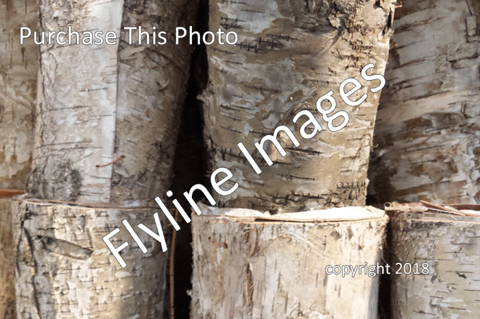 Birch Bark Background 1