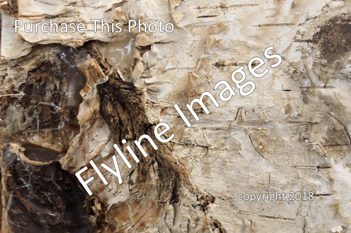 Birch Bark Background